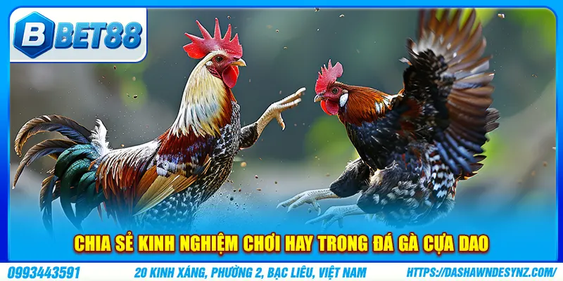 Chia sẻ kinh nghiệm chơi hay trong đá gà cựa dao
